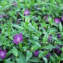 Vinca minor 'Atropurpurea'